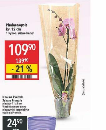 Globus Orchidea - phalaenopsis nabídka