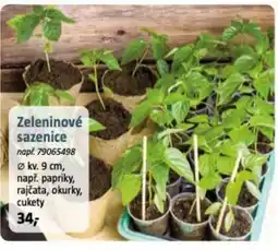 Bauhaus Zeleninové sazenice nabídka