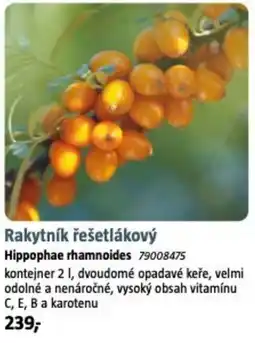 Bauhaus Rakytník řešetlákový nabídka