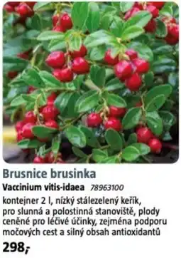 Bauhaus Brusnice brusinka nabídka