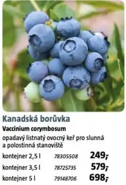 Bauhaus Kanadská borůvka nabídka