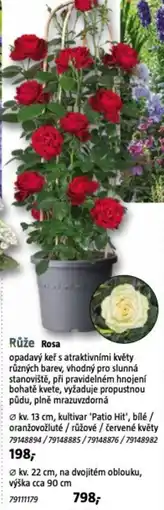 Bauhaus Růže Rosa nabídka