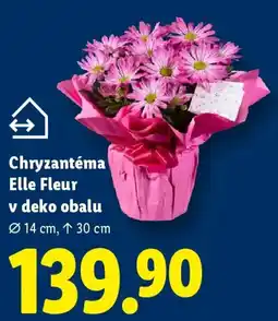 Lidl Chryzantéma Elle Fleur v deko obalu nabídka
