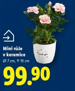 Lidl Mini růže v keramice nabídka