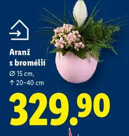 Lidl Aranž s bromélií nabídka