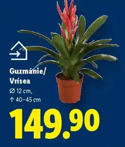Lidl Guzmánie/ Vrísea nabídka