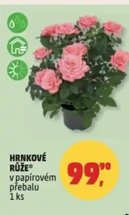 Penny Market Hrnkové růže v papírovém přebalu nabídka