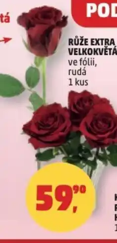 Penny Market Růže extra velkokvětá ve fólii, rudá nabídka