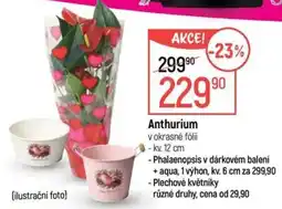 Globus Anthurium nabídka
