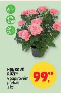 Penny Market HRNKOVÉ RŮŽE nabídka