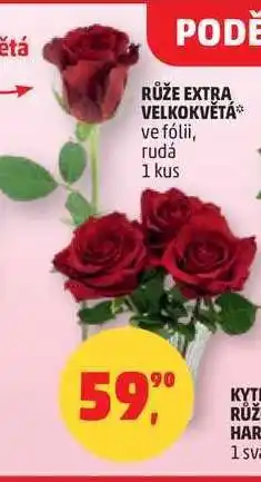 Penny Market Růže Extra Velkokvětá nabídka