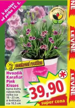 Norma Hvozdík Karafiát Pink Kisses nabídka