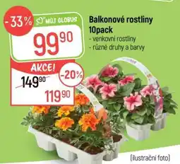Globus Balkonové rostliny 10pack nabídka