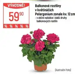 Globus Balkonové rostliny v květináčích nabídka