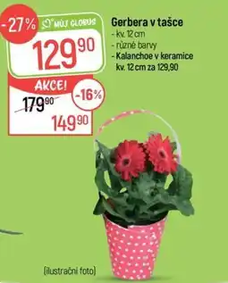 Globus Gerbera v tašce nabídka