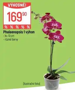 Globus Phalaenopsis 1 výhon nabídka