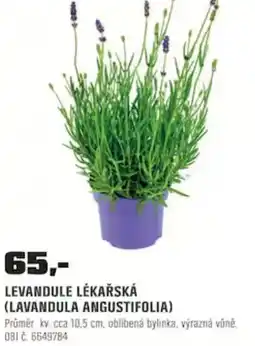 OBI Levandule lékařská nabídka