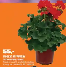 OBI Muškát vzpřímený nabídka