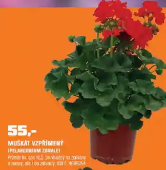 Muškát vzpřímený