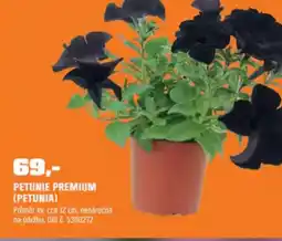 OBI Petunie premium nabídka