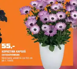 OBI Kopretina kapská nabídka