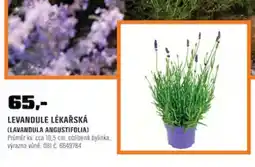 OBI Levandule lékařská nabídka