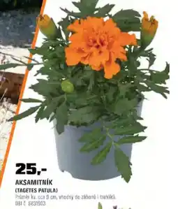 OBI Aksamitník nabídka