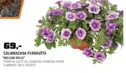 OBI Calibrachoa plnokvětá "million bells" nabídka