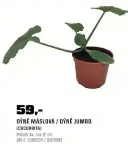 OBI Dýně máslová / dýně jumbo nabídka