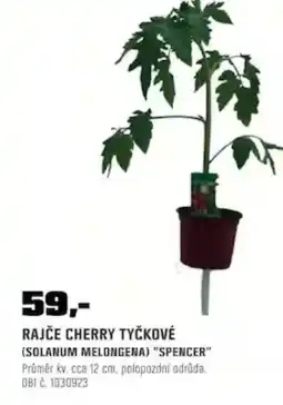 OBI Rajče cherry tyčkové nabídka