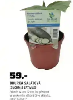 OBI Okurka salátová nabídka