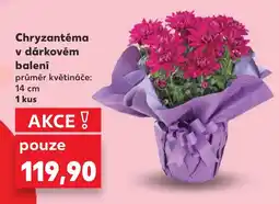 Kaufland Chryzantéma v dárkovém balení nabídka