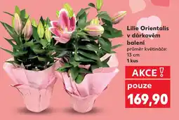 Kaufland Lilie Orientalis v dárkovém nabídka