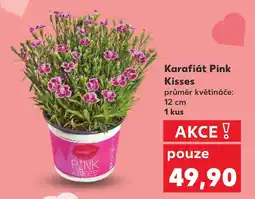 Kaufland Karafiát Pink Kisses nabídka