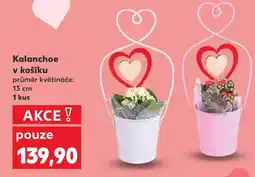 Kaufland Kalanchoe v košíku nabídka