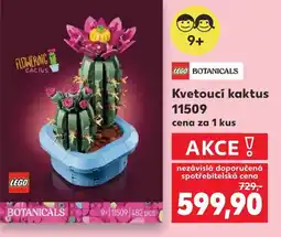 Kaufland Kvetoucí kaktus 11509 nabídka