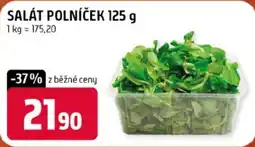 Terno Salát polníček nabídka