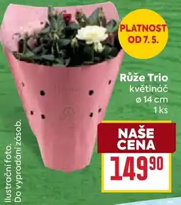 Billa Růže Trio květináč nabídka