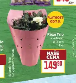 Billa Růže Trio květináč 14 cm 1 ks nabídka
