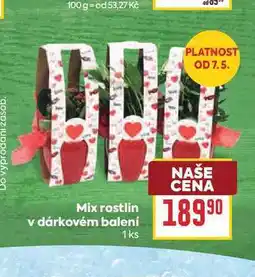 Billa Mix rostlin v dárkovém balení 1ks nabídka