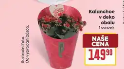 Billa Kalanchoe v deko obalu 1 svazek nabídka