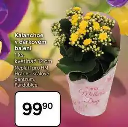 Tesco Kalanchoe v dárkovém balení, 1 ks, květináč 12 cm nabídka