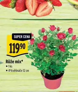 Albert Růže mix, pr. květináče 12 cm nabídka