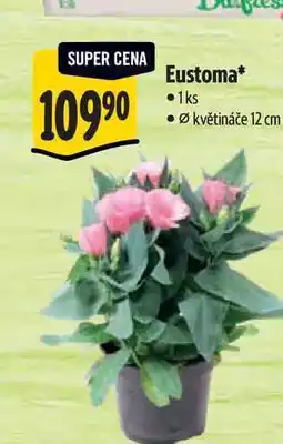 Albert Eustoma, pr. květináče 12 cm nabídka