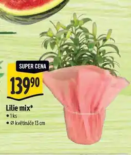 Albert Lilie mix, pr. květináče 13 cm nabídka