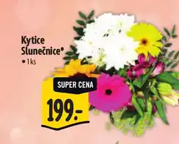 Albert Kytice Slunečnice nabídka