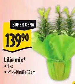 Albert Lilie mix nabídka