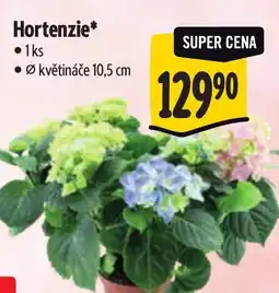 Albert Hortenzie nabídka