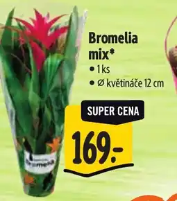 Albert Bromelia mix nabídka