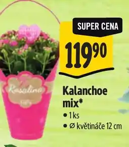 Albert Kalanchoe mix nabídka
